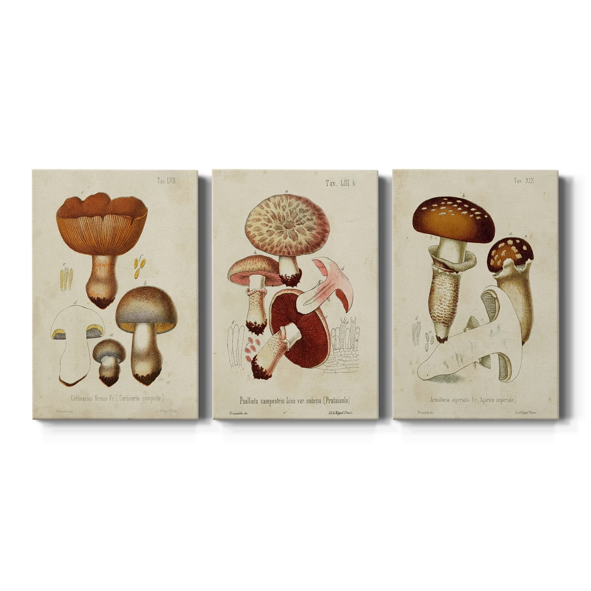 Mushroom Varieties I Premium Gallery Wrapped Canvas - Ready to Hang - 32 x 48 Each