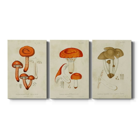 Mushroom Varieties IV Premium Gallery Wrapped Canvas - Ready to Hang - 12 x 18 Each