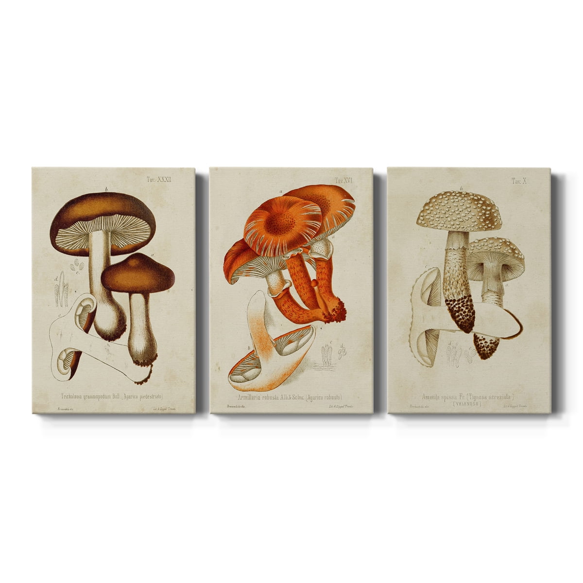 Mushroom Varieties VI Premium Gallery Wrapped Canvas - Ready to Hang - 40 x 60 Each