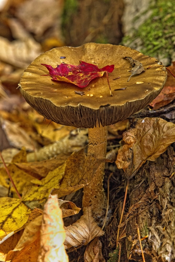 Mushroom With Leaf On It Algonquin Provincial Park Ontario Canvas Art - Robert Postma Design Pics (11 x 17)