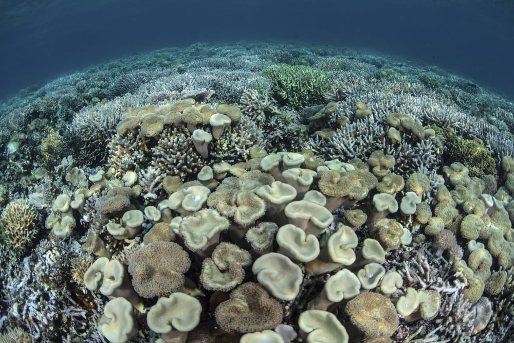 Mushroom and hard corals in Alor Indonesia Canvas Art - Ethan DanielsStocktrek Images (18 x 12)