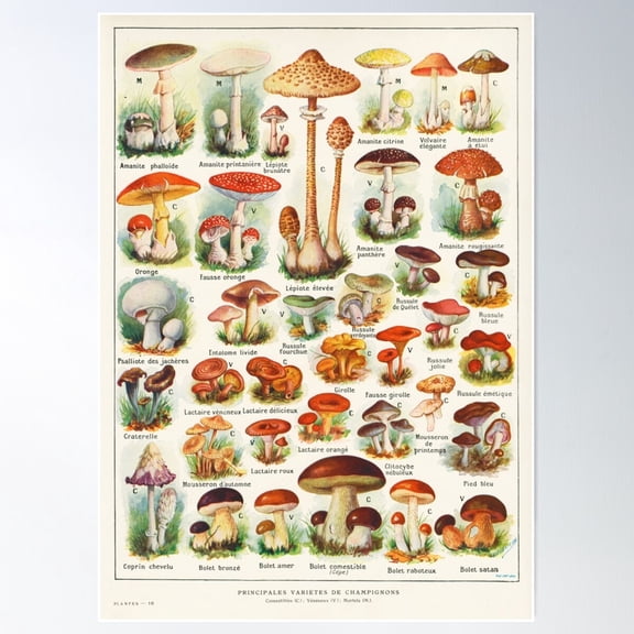 Mushroom illustration Larousse - French vintage poster Poster, 12x18 UNFRAMED