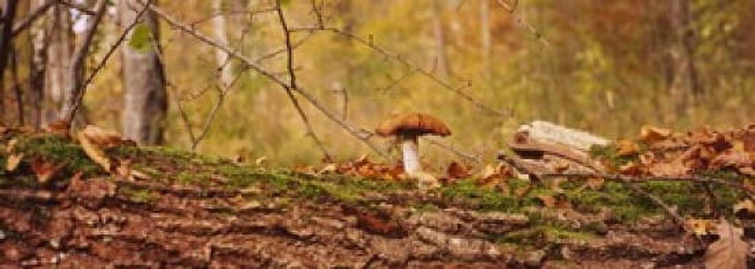 Mushroom on a tree trunk Baden-Wurttemberg Germany Canvas Art - Panoramic Images (18 x 7)