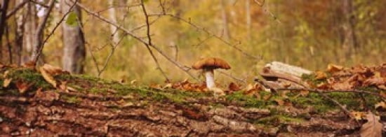 Mushroom on a tree trunk Baden-Wurttemberg Germany Canvas Art - Panoramic Images (36 x 13)