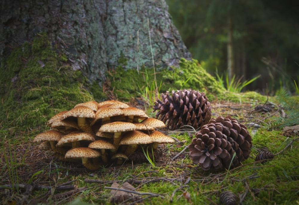 Mushrooms And Pine Cones On The Forest Floor Northumberland England Canvas Art - John Short Design Pics (19 x 13)