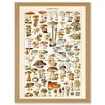thumbnail image 1 of Mushrooms Fungus Champignons A4 Artwork Framed Wall Art Print, 1 of 4