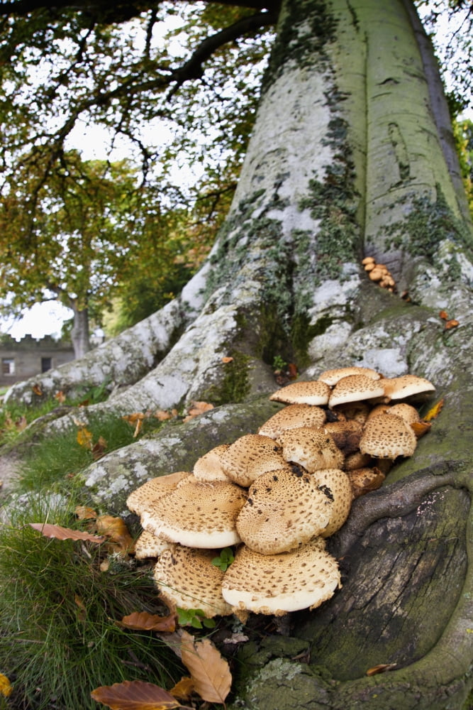Mushrooms Growing At The Base Of A Tree Scottish Borders Scotland Canvas Art - John Short Design Pics (12 x 19)