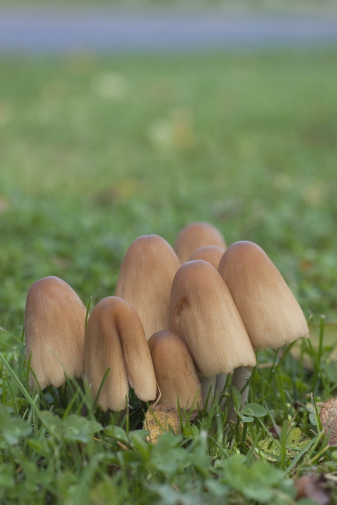Mushrooms Growing In The Grass Canvas Art - John Short Design Pics (12 x 19)