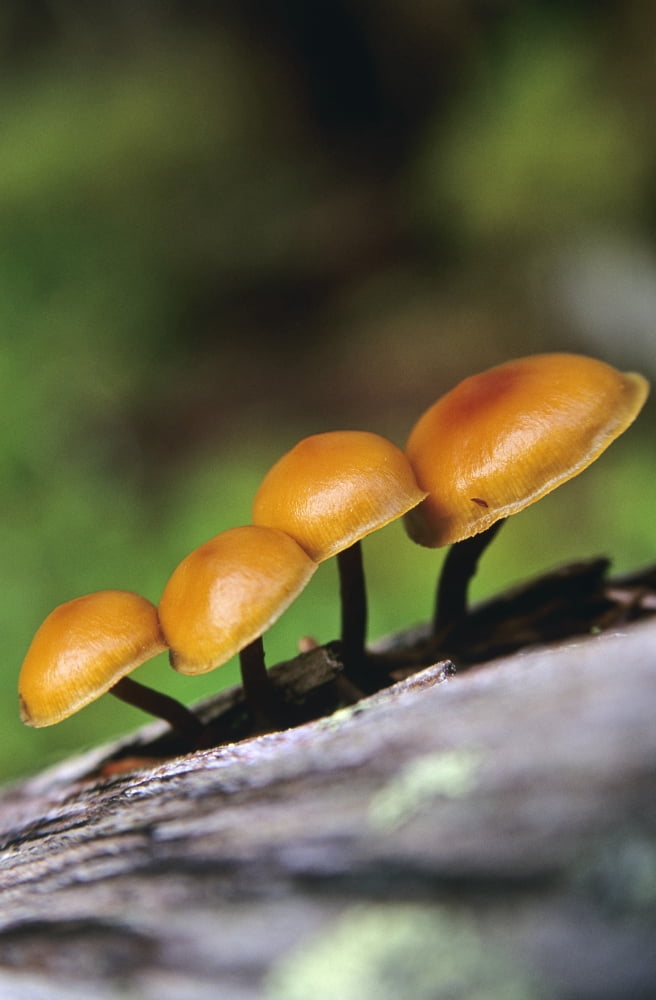 Mushrooms Growing On Log Canvas Art - Bilderbuch Design Pics (22 x 36)