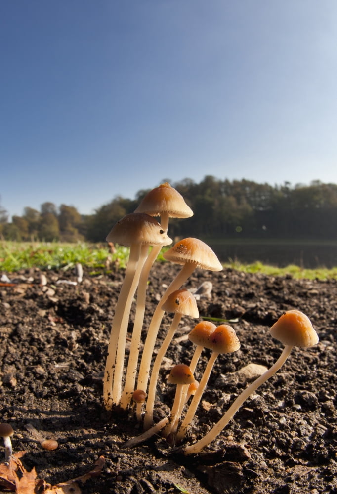 Mushrooms Growing Out Of The Soil North Yorkshire England Canvas Art - John Short Design Pics (24 x 36)