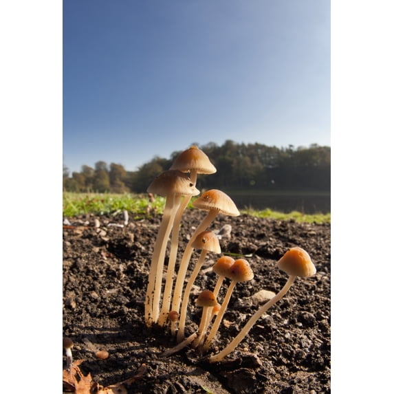 Mushrooms Growing Out Of The Soil; North Yorkshire, England Poster Print (24 x 36)