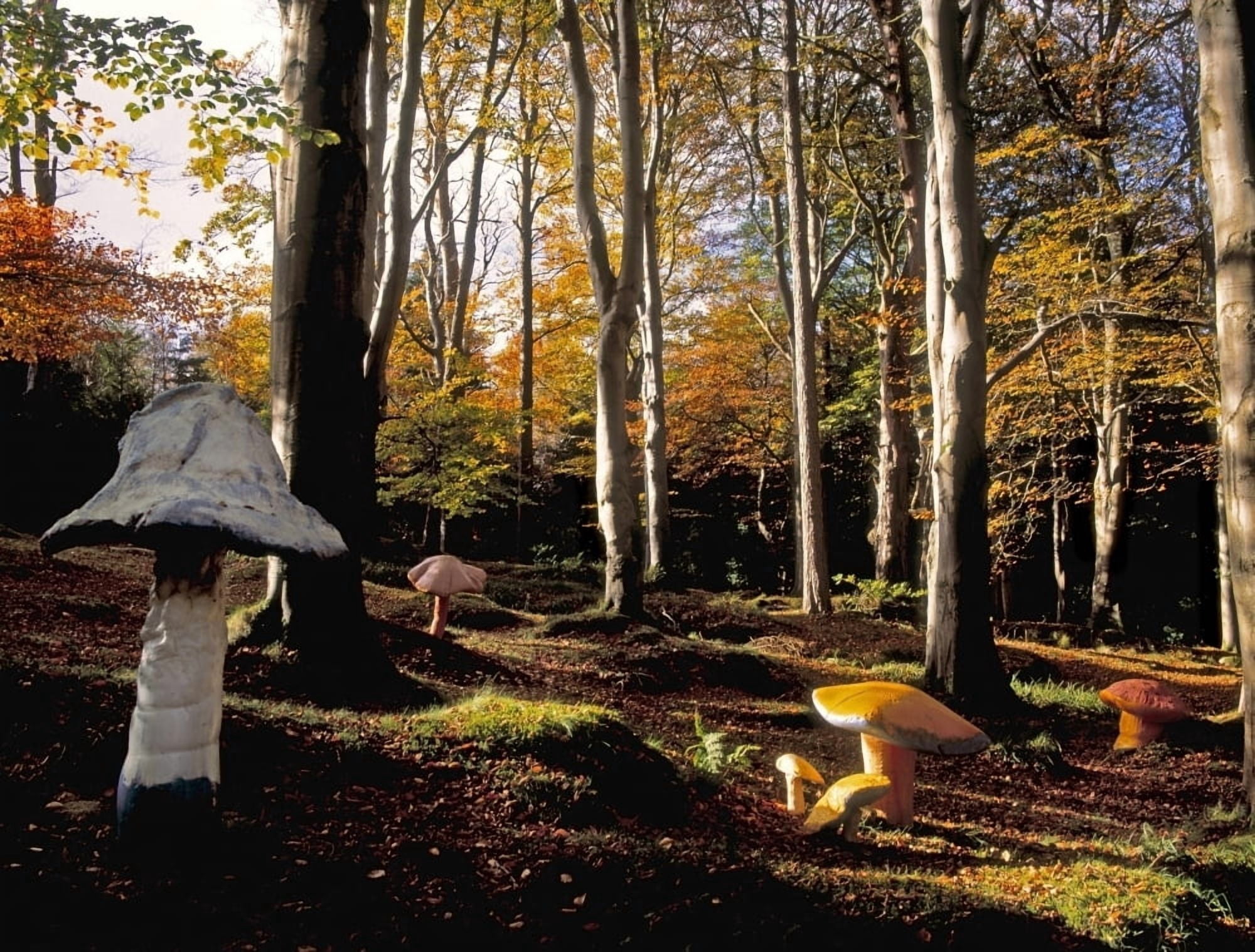Mushrooms In A Forest Canvas Art - The Irish Image Collection Design Pics (16 x 12)