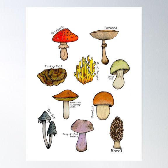 Mushrooms! Poster Wall Art, Modern Wall Decor, 24x36 UNFRAMED