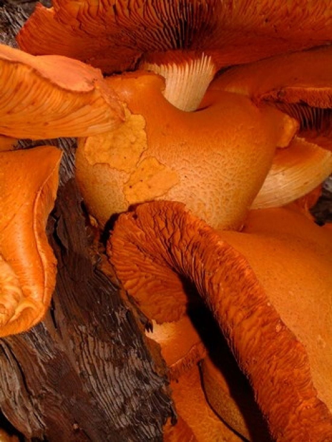 Mushrooms on Stump New Zealand Canvas Art - William Sutton DanitaDelimont (24 x 36)