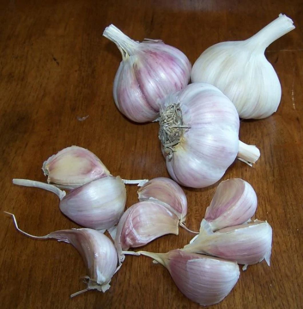 Music Hardneck Garlic 2 Nice Sized Bulbs! Great for Fall Planting! Non