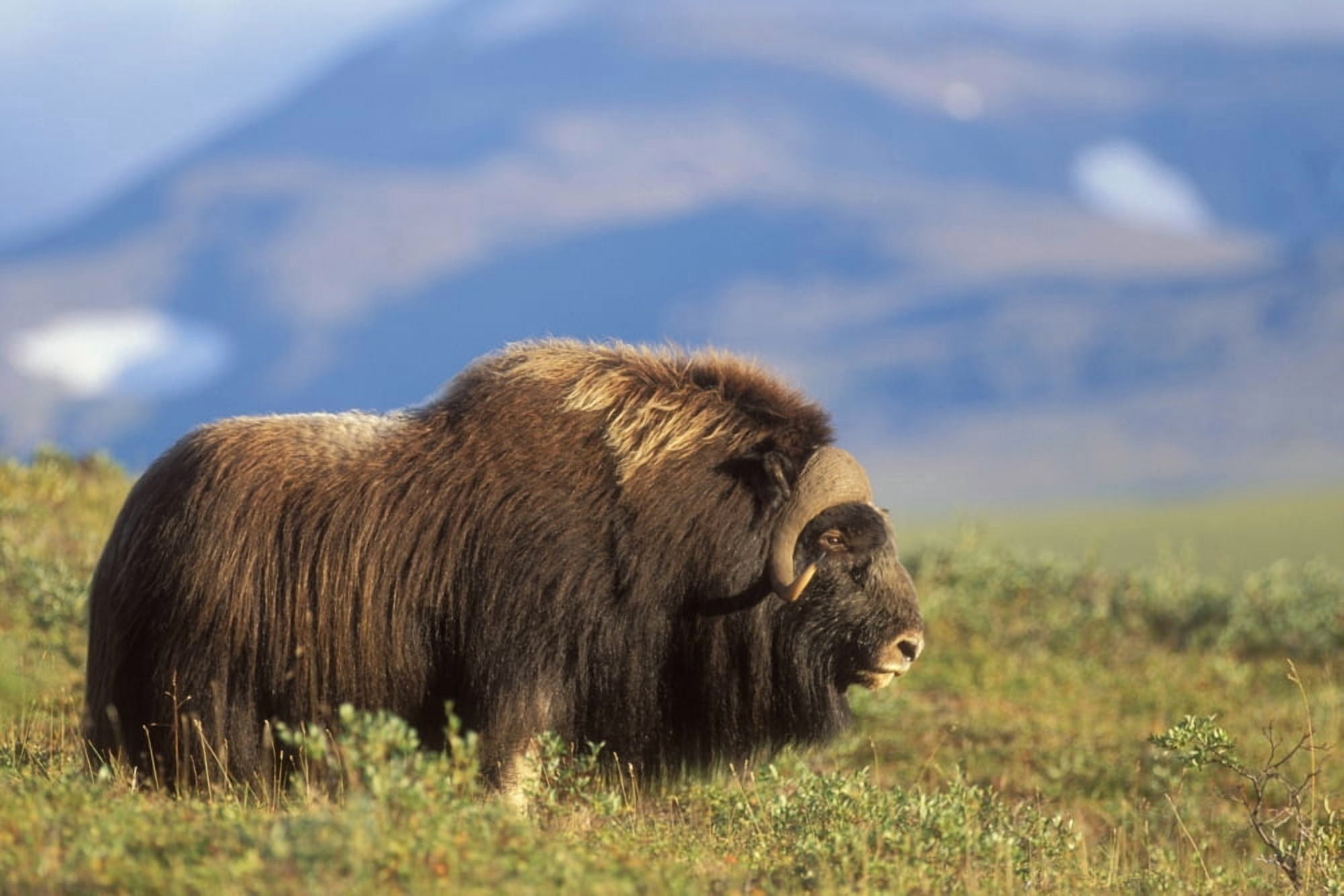 Musk Ox Bull Standing On Tundra In Late Summer On The Seward Peninsula Near Nome Arctic Alaska Canvas Art - Milo Burcham Design Pics (38 x 24)