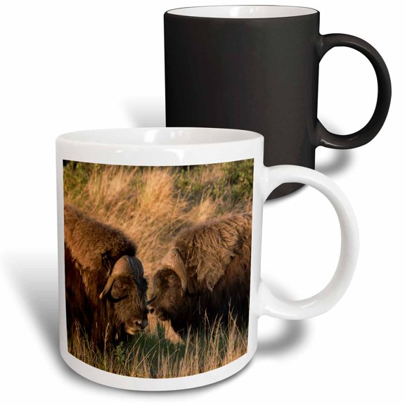 3drose, Musk Ox Bulls, 11oz Magic Transforming Mug