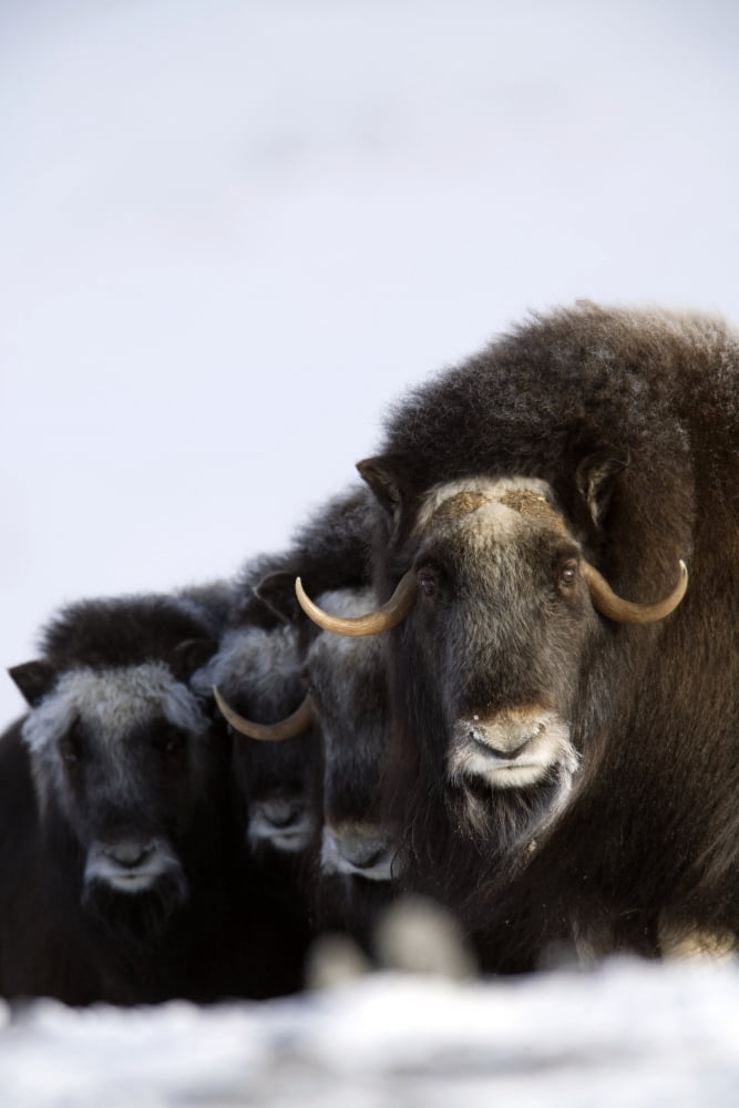 Musk-Ox Cows & Calves In A Defensive Lineup During Winter On The Seward Peninsula Near Nome Arctic Alaska Canvas Art - Milo Burcham Design Pics (22 x 34)