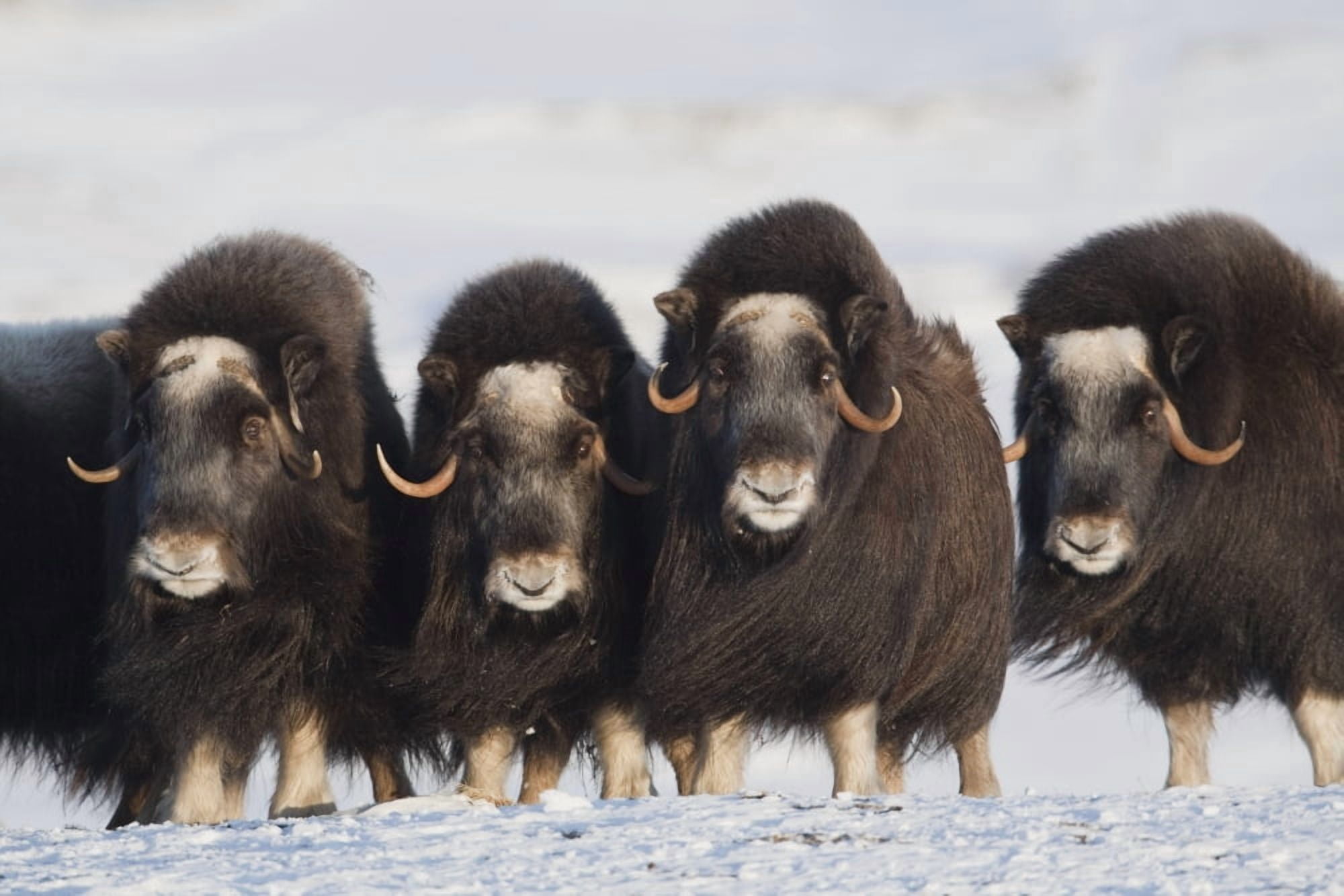 Musk-Ox Cows In A Defensive Lineup During Winter On The Seward Peninsula Near Nome Arctic Alaska Canvas Art - Milo Burcham Design Pics (19 x 12)