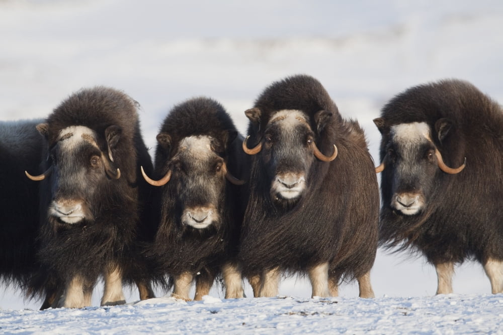 Musk-Ox Cows In A Defensive Lineup During Winter On The Seward Peninsula Near Nome Arctic Alaska Canvas Art - Milo Burcham Design Pics (38 x 24)