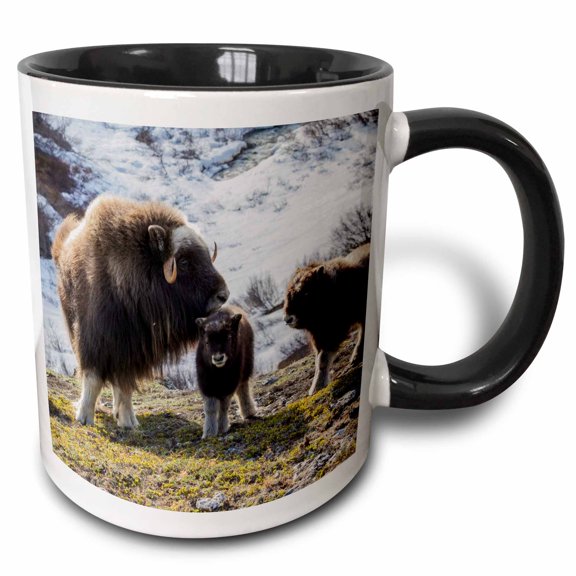 3drose, Musk Ox Watching over Young Calves., 11oz Two-tone Black Mug