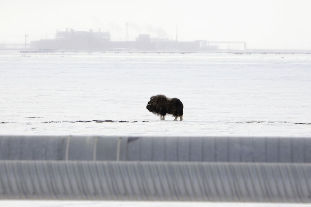 Musk Oxen Stands On Snowcovered Ground With The Central Compression Plant Facility In The Background On The North Slope Prudhoe Bay Arctic Alaska Spring Canvas Art - Sandee Rice  Design Pics (19 x 12)
