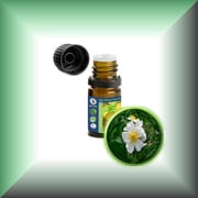 Musk Rose Essential Oil Rosa Moschata