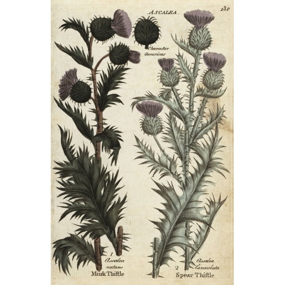 Musk Thistle, Carduus Nutans, And Spear Thistlea Poster Print By ® Florilegius Mary Evans (24 X 36)