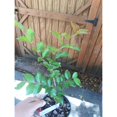 Muskogee Lavender Crape Myrtle Tree Live Plant (1 QT)