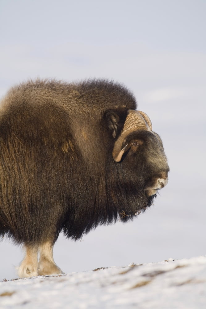 Muskox Bull Standing Broadside On Frozen Tundra During Winter On The Seward Peninsula Near Nome Arctic Alaska Canvas Art - Milo Burcham Design Pics (24 x 38)