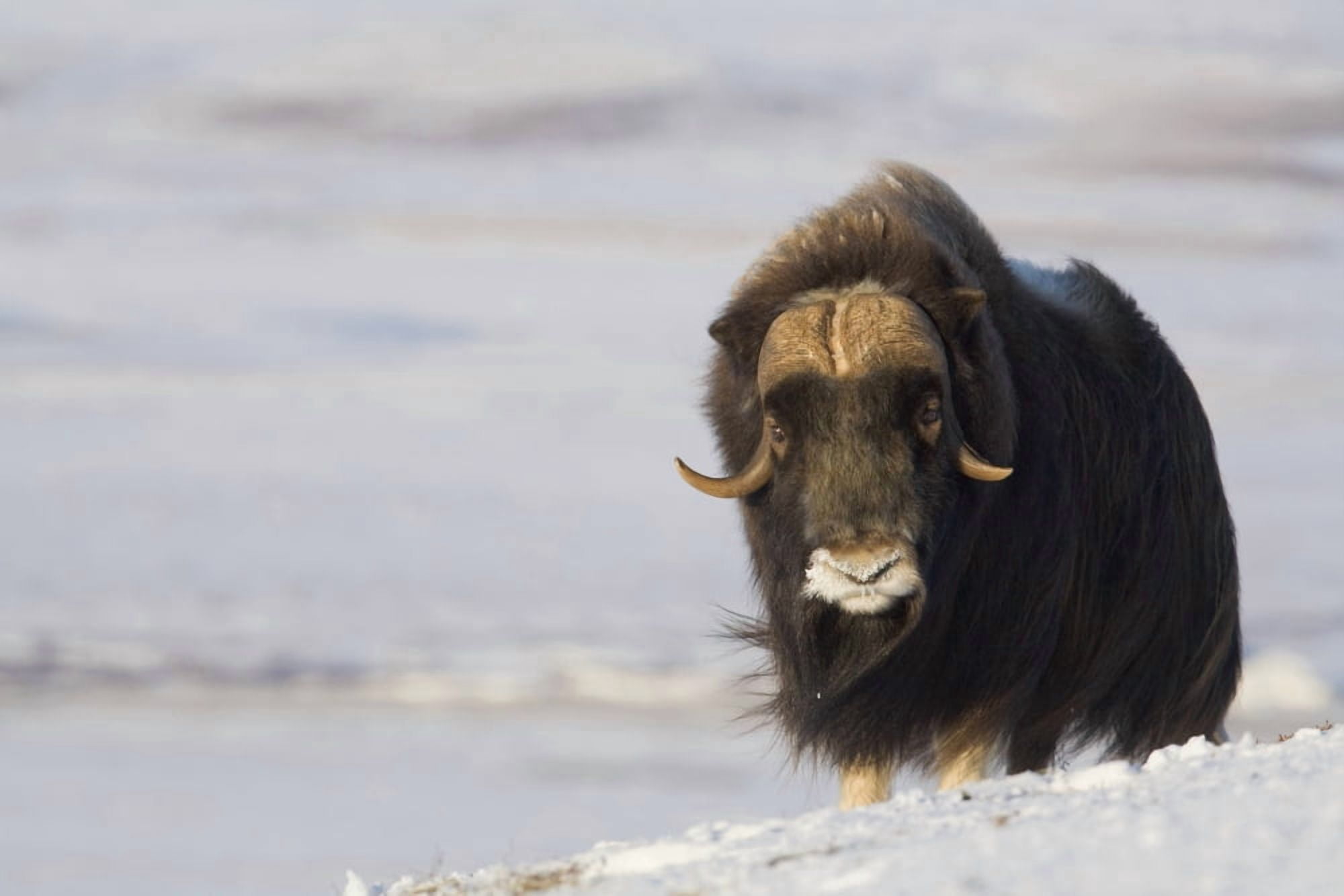 Muskox Bull Standing In The Wind On Frozen Tundra During Winter On The Seward Peninsula Near Nome Arctic Alaska Canvas Art - Milo Burcham Design Pics (19 x 12)