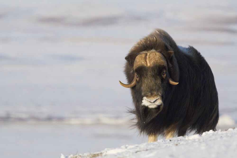 Muskox Bull Standing In The Wind On Frozen Tundra During Winter On The Seward Peninsula Near Nome Arctic Alaska Canvas Art - Milo Burcham Design Pics (38 x 24)