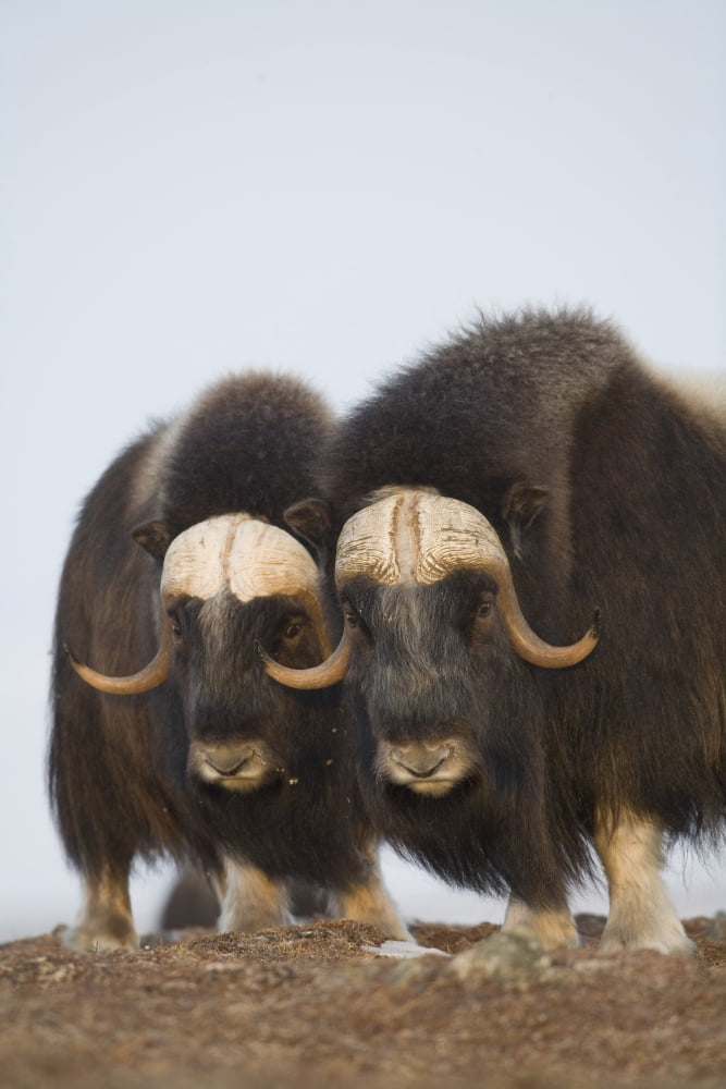 Muskox Bulls On Windswept Ridge During Winter On The Seward Peninsula Near Nome Arctic Alaska Canvas Art - Milo Burcham Design Pics (12 x 19)