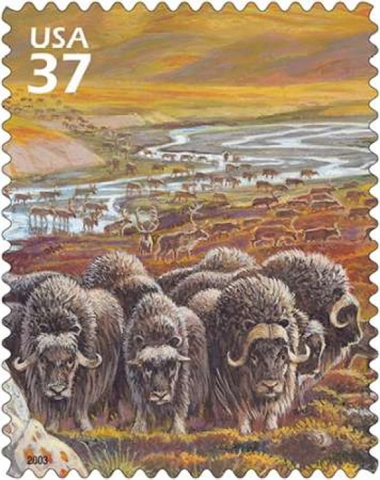 Muskox Canvas Art - US POSTAL SERVICE (24 x 30)