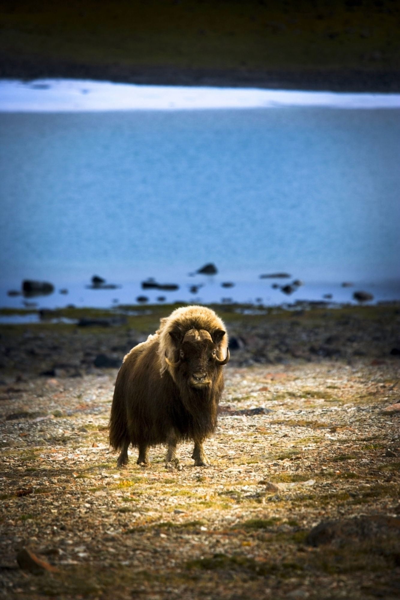 Muskox (Ovibos Moschatus)In The Northwest Territories Canvas Art - Darren Greenwood Design Pics (12 x 18)