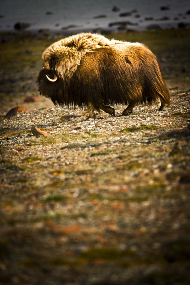Muskox (Ovibos Moschatus)In The Northwest Territories Canvas Art - Darren Greenwood Design Pics (24 x 36)