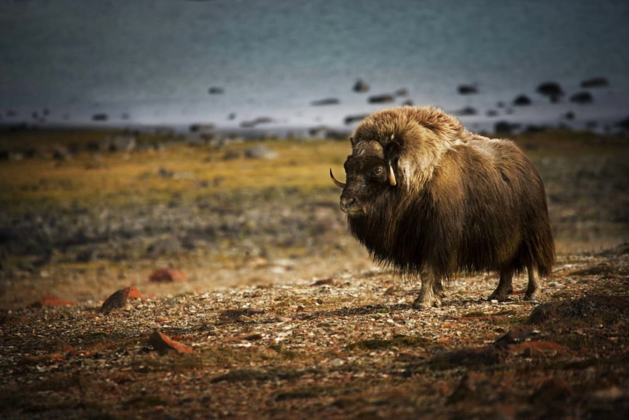 Muskox (Ovibos Moschatus)In The Northwest Territories Canvas Art - Darren Greenwood Design Pics (36 x 24)