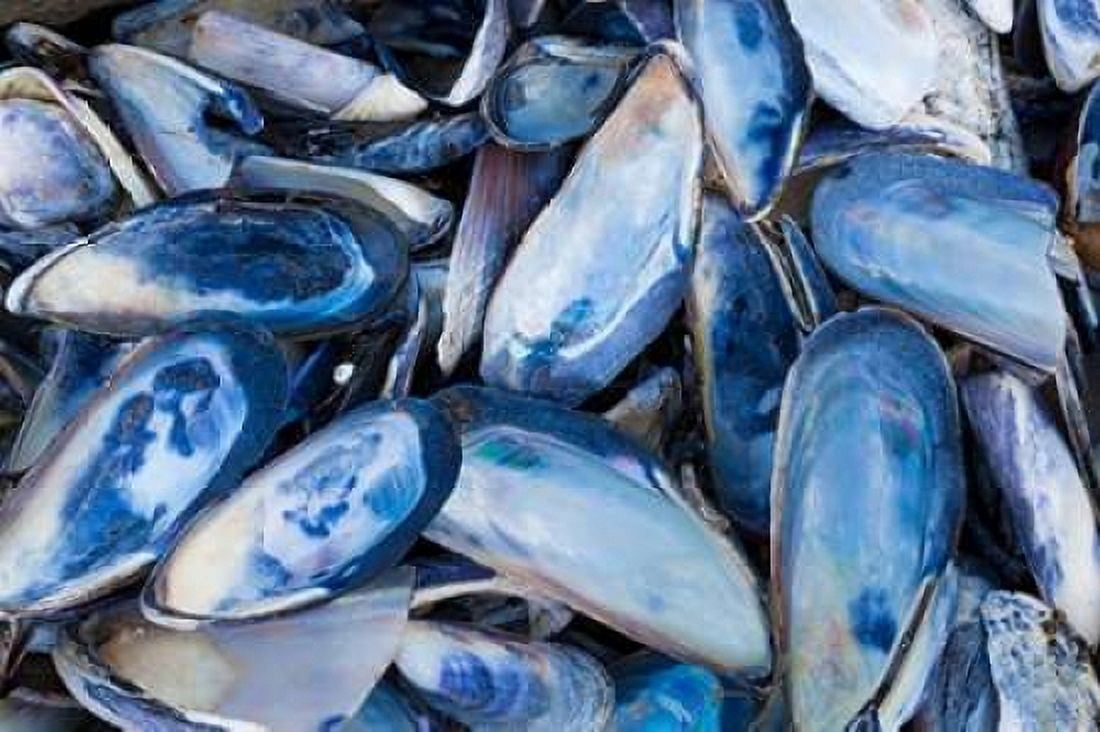 Mussels I Canvas Art - Kathy Mahan (12 x 18)