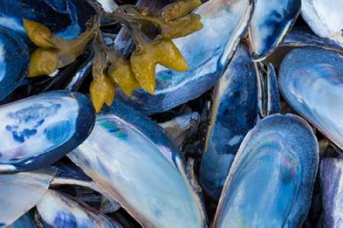 Mussels II Canvas Art - Kathy Mahan (12 x 18)