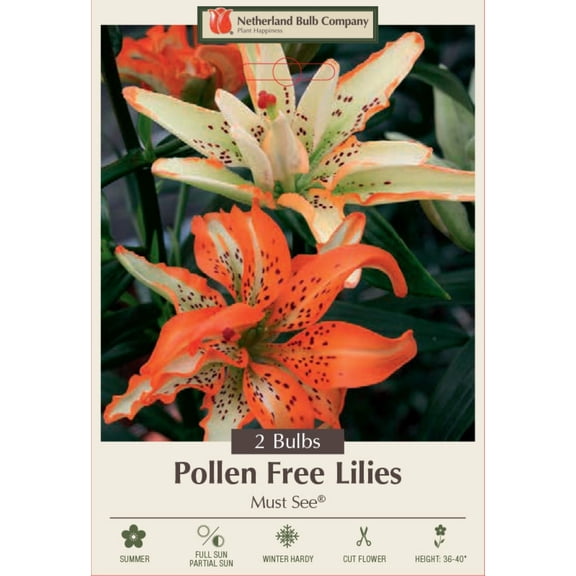 Must See Double Asiatic Lily 2 Bulbs 14/16cm - Orange and Cream