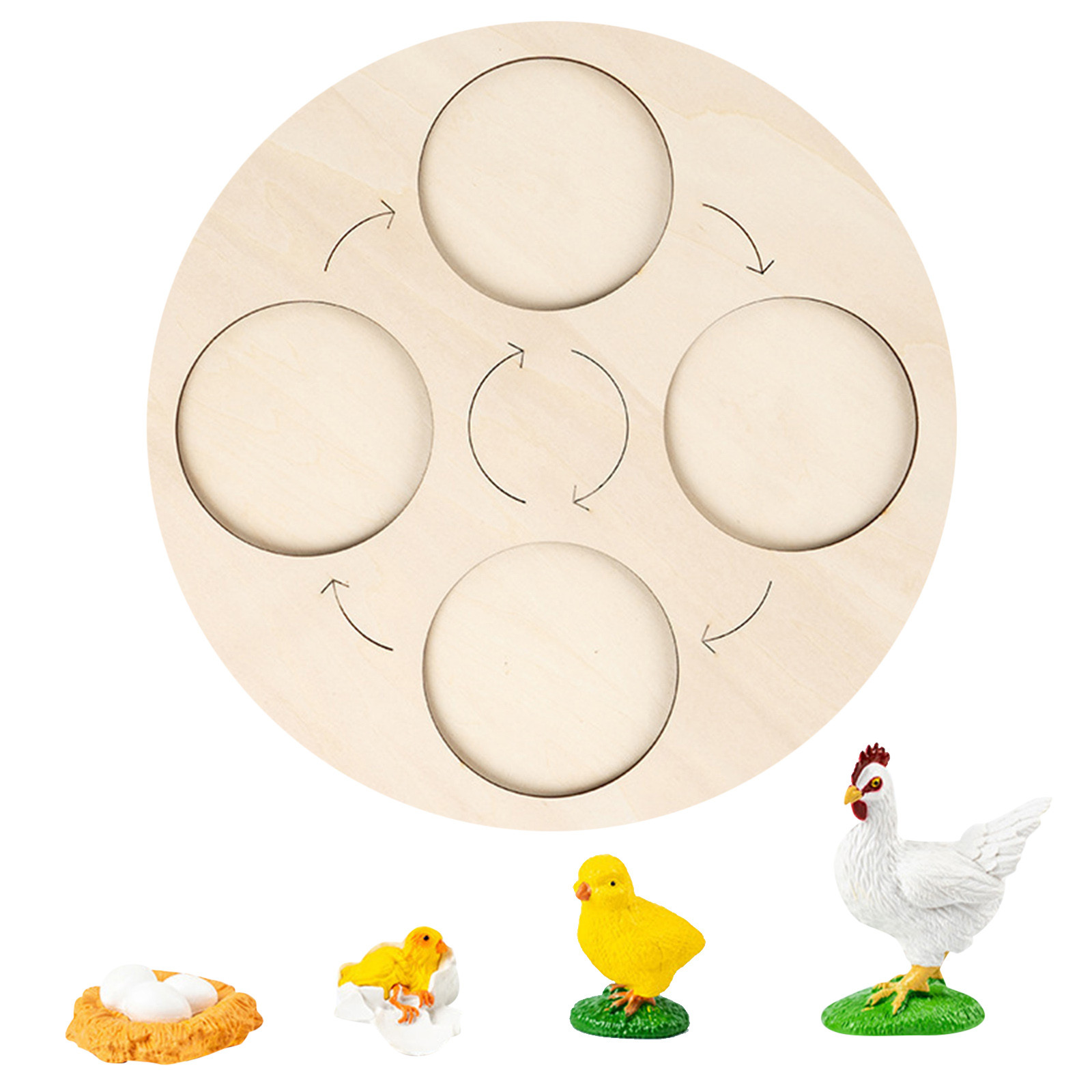 Mustacti Chicken Life Cycle Of A Growth Stage Model Educational Growth