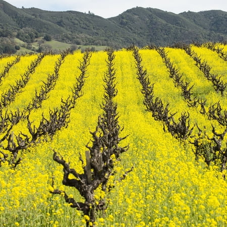 Mustard Cover Crop Seeds for Planting - 4 Oz ~50,000 Seeds - Farmer's Favorite Cover Crop Mix - Provides Great Coverage & Weed Control - Performs Well with Different Soil Types and Conditions