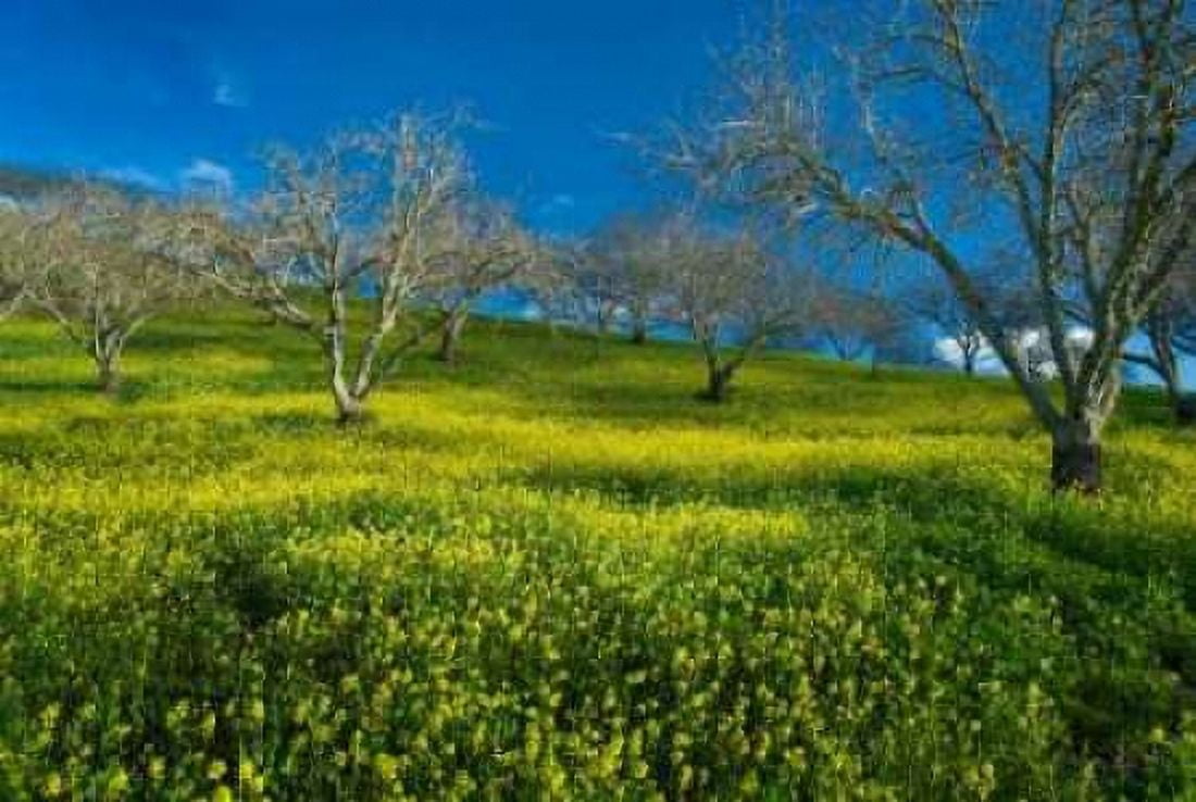 Mustard Factory I Canvas Art - Mark Geistweite (20 x 28)