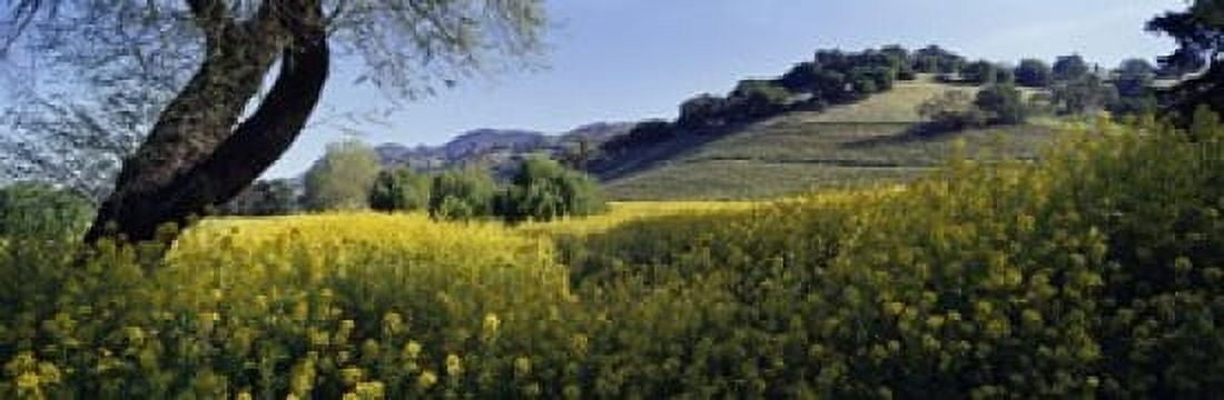 Mustard Flowers In A Field Napa Valley California USA Canvas Art - Panoramic Images (18 x 6)