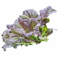 thumbnail image 1 of Mustard Garden Seeds - Red Garnet - 4 Oz - Non-GMO Vegetable & Herb Gardening Seed, 1 of 2