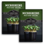 Mustard Greens Microgreens Sprouting Seeds - Annual Partial Sun Vegetable - 2 Packs