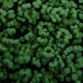 thumbnail image 1 of Mustard Seeds - Cho Kara - 4 g Packet ~2000 Seeds - Non-GMO, Heirloom - Asian Garden Vegetable, Microgreens & Herb Gardening, 1 of 1