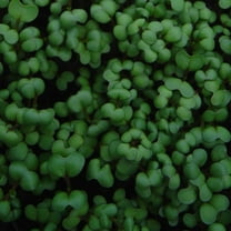 Mustard Seeds - Cho Kara - 4 g Packet ~2000 Seeds - Non-GMO, Heirloom - Asian Garden Vegetable, Microgreens & Herb Gardening