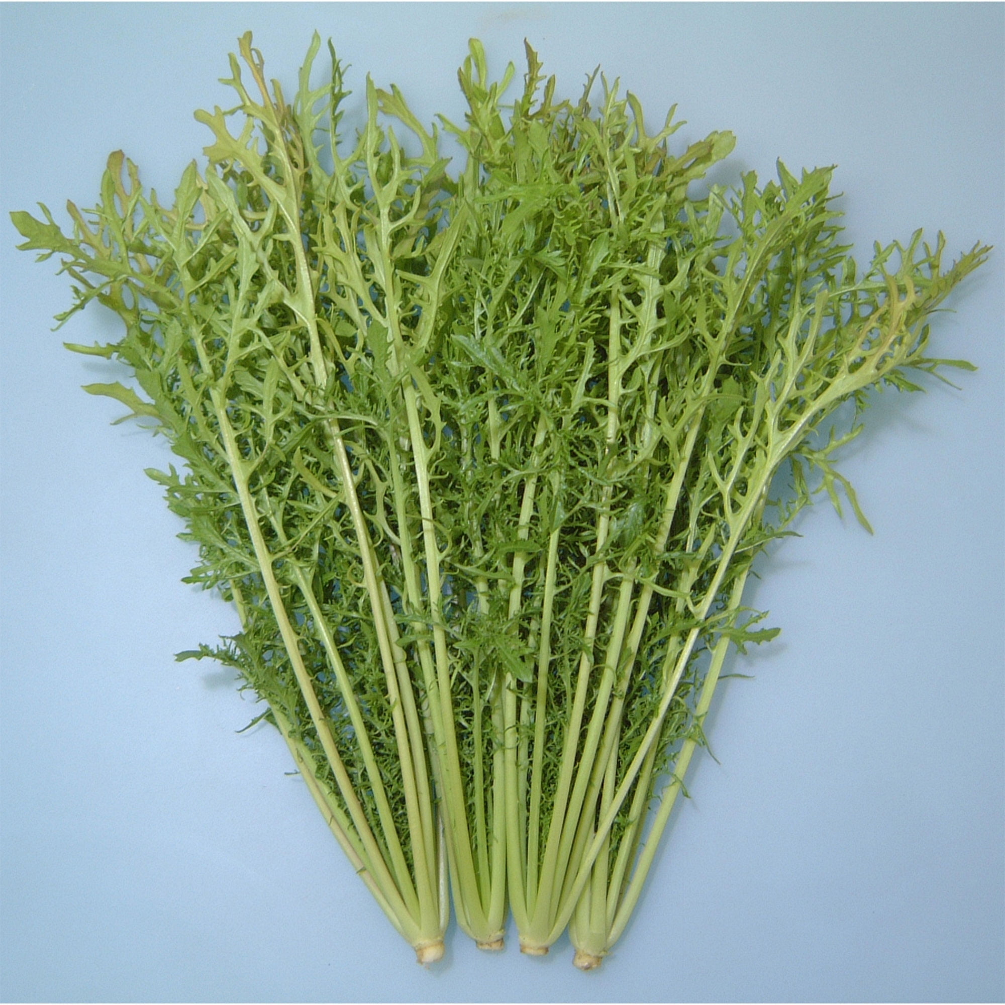 Mustard Seeds - Golden Streak - 4 Oz ~30000 Seeds - Non-GMO, Heirloom - Vegetable Garden & Microgreens