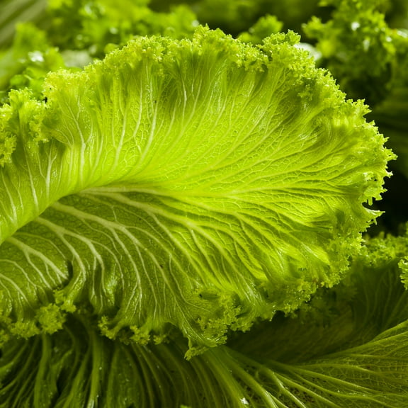 Mustard Seeds - Greenwave - 1 Oz ~15,000 Seeds - Brassica juncea - Culinary Herb, Vegetable Gardening - Microgreens Seeds - Non-GMO, Open Pollinated, Annual